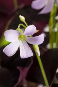 Oxalis triangularis(green) - flower bulb - image 2