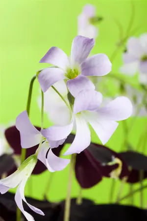 Oxalis triangularis(green) - flower bulb - image 3