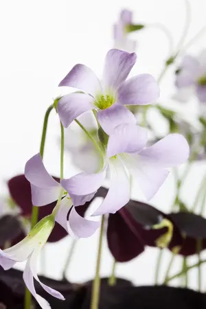 Oxalis triangularis(green) - flower bulb - image 4