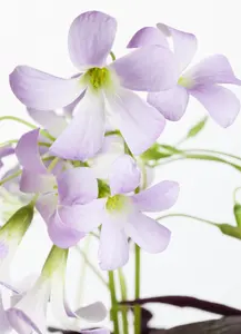 Oxalis triangularis(green)