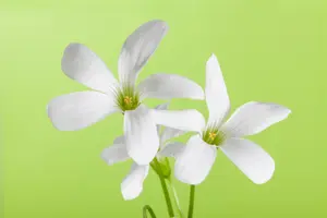 Oxalis triangularis(green) - flower bulb - image 5