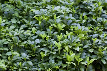 Pachysandra term. 'Green Carpet' - LINERS 28 CEL TRAY P8 SIZE - image 1
