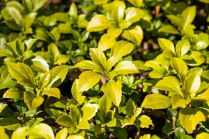 Pachysandra term. 'Green Carpet' - LINERS 28 CEL TRAY P8 SIZE - image 2