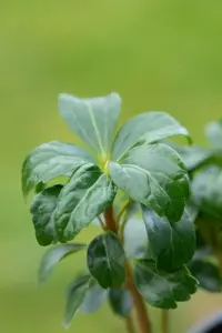 Pachysandra term. 'Green Sheen' - P9 - image 4