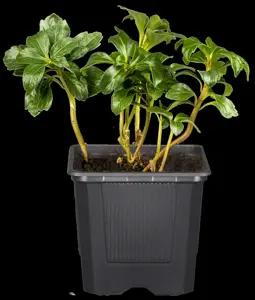 Pachysandra term. 'Green Sheen' - 1.5 Ltr pot - image 3