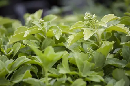 Pachysandra term. 'Green Sheen' - P9 - image 1