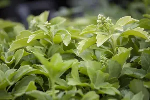 Pachysandra term. 'Green Sheen'