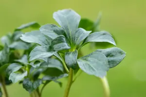 Pachysandra term. 'Green Sheen' - P9 - image 2