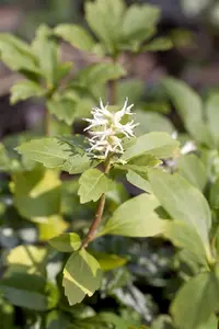 Pachysandra terminalis - C1 - image 4