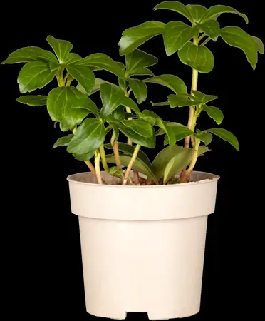 Pachysandra terminalis - P9 - image 4