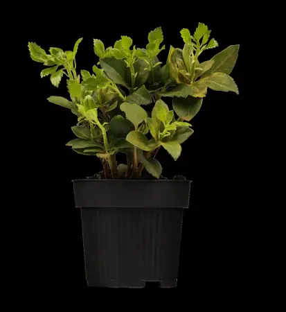Pachysandra terminalis - P9 - image 2