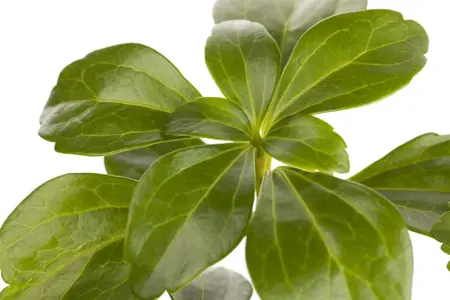 Pachysandra terminalis - P9 - image 5