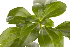Pachysandra terminalis - 1.5 Ltr pot - image 5