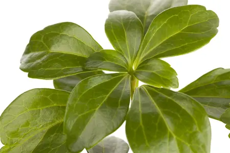 Pachysandra terminalis - 5 Ltr pot - image 5