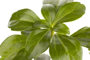 Pachysandra terminalis - C1 - image 1