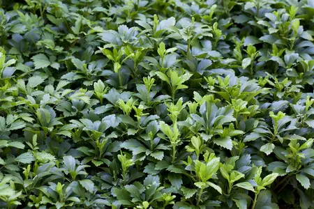 Pachysandra terminalis - 2 Ltr pot - image 2