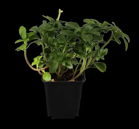 Pachysandra terminalis - P9 - image 1