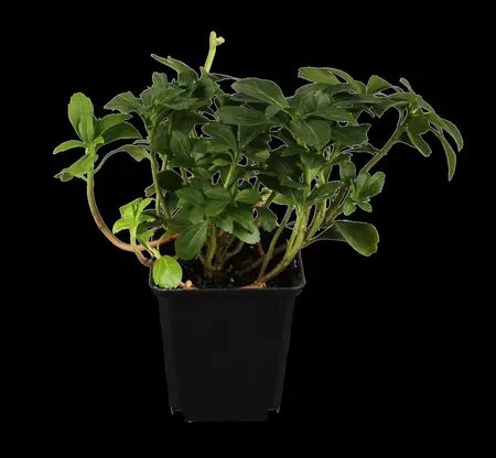 Pachysandra terminalis - 3 Ltr pot - image 1