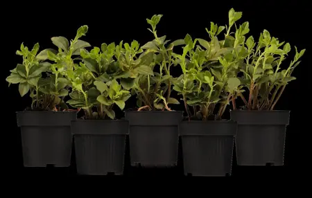 Pachysandra terminalis - 1.5 Ltr pot - image 3