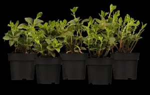 Pachysandra terminalis - 1.5 Ltr pot - image 3