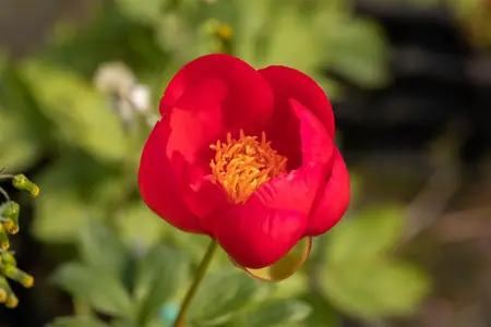 Paeonia itoh 'Yankee Doodle Dandy' - 4 Ltr pot - image 3