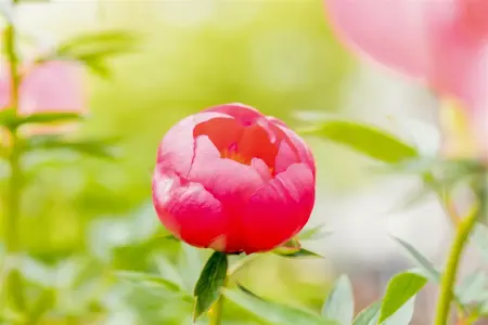 Paeonia itoh 'Yankee Doodle Dandy' - 5 Ltr pot - image 5