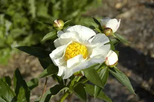 Paeonia (L) 'Krinkled White'