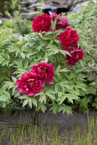 Paeonia lactiflora mix - 4 Ltr pot - image 3