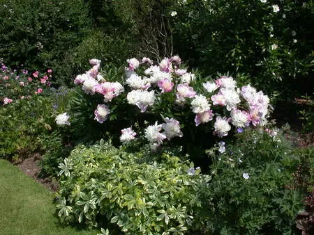 Paeonia lactiflora mix - 4 Ltr pot - image 5