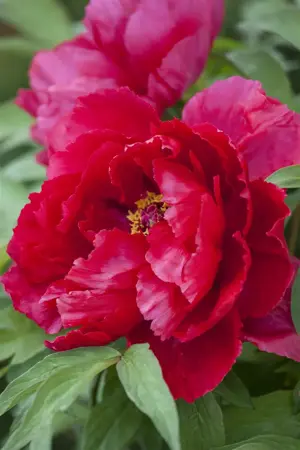 Paeonia lactiflora purple - 3 Ltr pot - image 1