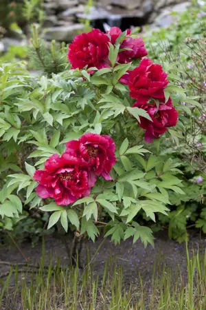 Paeonia lactiflora purple - 3 Ltr pot - image 3