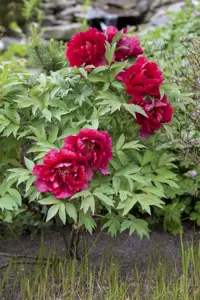 Paeonia lactiflora purple - 3 Ltr pot - image 3