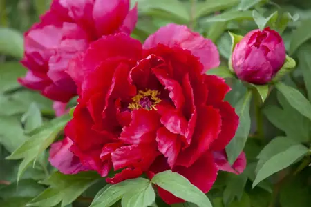 Paeonia lactiflora purple - 3 Ltr pot - image 2