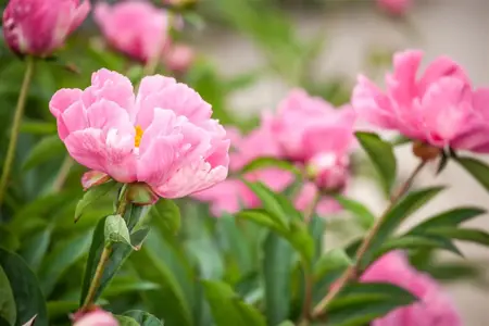 Paeonia lactiflora purple - 3 Ltr pot - image 5