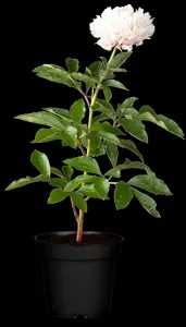 Paeonia lactiflora purple - 3 Ltr pot - image 4