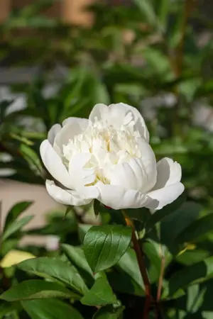 Paeonia (LD) 'Immacul?e' - P11 - image 2