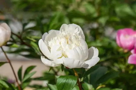 Paeonia (LD) 'Immacul?e' - P11 - image 1