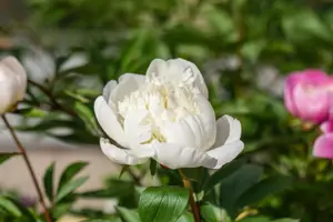 Paeonia (LD) 'Immacul?e'