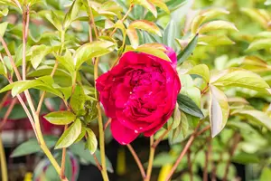 Paeonia (LD) 'Inspecteur Lavergne'