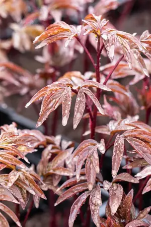 Paeonia (LD) 'Karl Rosenfield' - 2 Ltr pot - image 2