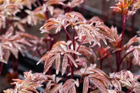 Paeonia (LD) 'Karl Rosenfield' - 1.5 Ltr pot - image 1