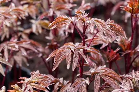 Paeonia (LD) 'Karl Rosenfield' - 2 Ltr pot - image 3