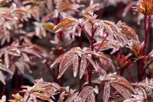 Paeonia (LD) 'Karl Rosenfield' - 2 Ltr pot - image 3