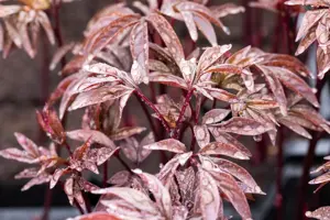 Paeonia (LD) 'Karl Rosenfield' - 2 Ltr pot - image 4