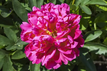 Paeonia (LD) 'Madame Furtado' - P11 - image 3