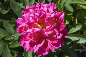 Paeonia (LD) 'Madame Furtado' - P11 - image 3