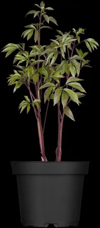 Paeonia (LD) 'Madame Furtado' - P11 - image 1
