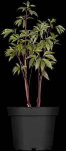 Paeonia (LD) 'Madame Furtado'