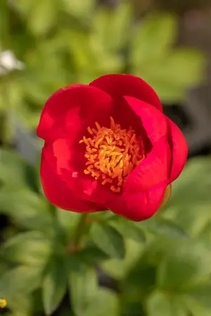 Paeonia (LD) 'Many Happy Returns' - 5 Ltr pot - image 2