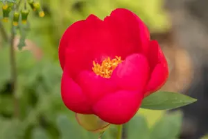 Paeonia (LD) 'Many Happy Returns'
